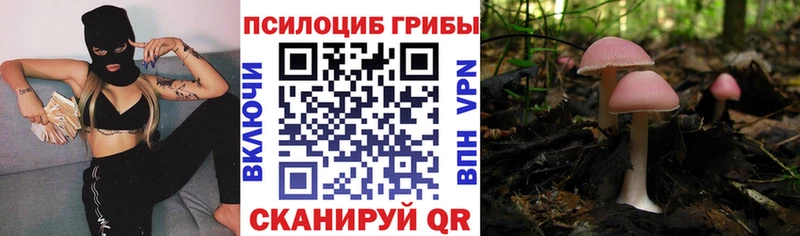 KRAKEN как зайти Владикавказ Галлюциногенные грибы Psilocybine cubensis
